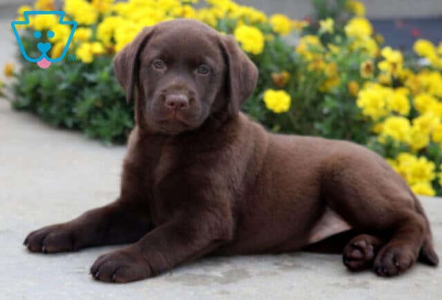 Chocolate Labrador puppy lying down on a sidewalk, gazing calmly at the camera with yellow flowers blooming brightly behind. image