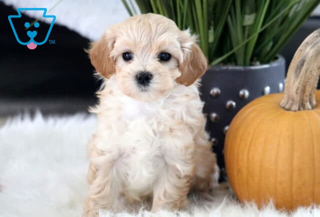 Paisley Maltipoo image