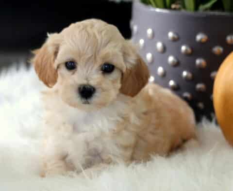 Paisley Maltipoo2