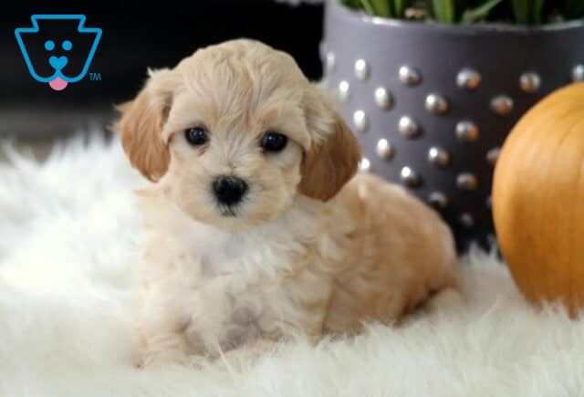 Paisley Maltipoo2 image