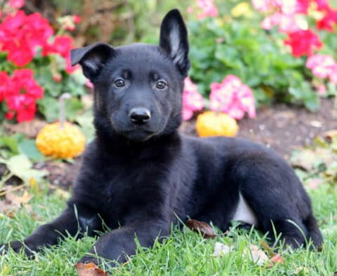 Palmer German2 Palmer German2