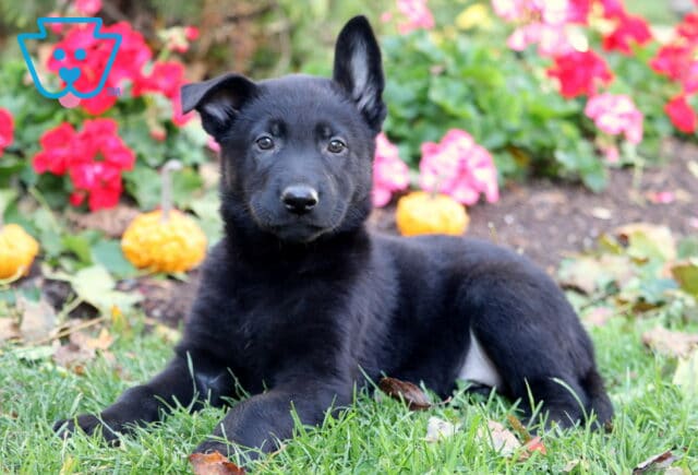 Palmer German2 image