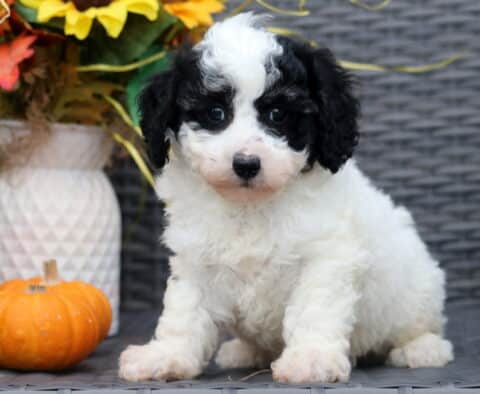 Panda Bichpoo
