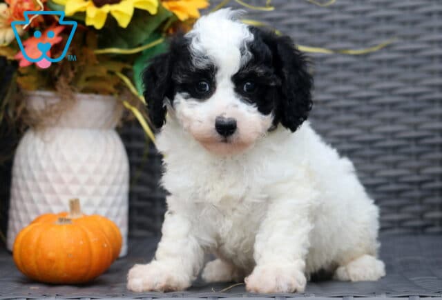Fluffy black and white Bichpoo puppy with curly fur sitting on a wicker chair, looking sweetly at the camera, with a pumpkin and fall flowers in the background. image