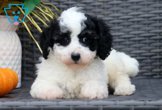 Fluffy black and white Bichpoo puppy lying on a wicker chair, gazing forward with soft dark eyes, with a pumpkin in the background. image