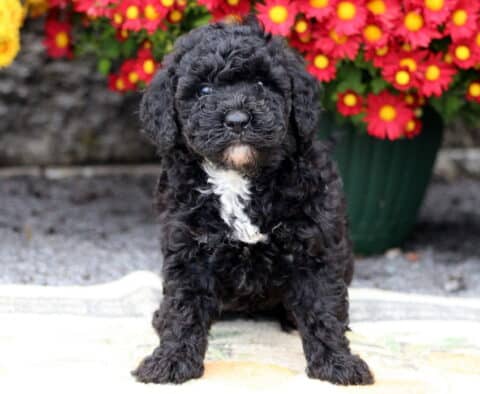 Panther Mini Poodle