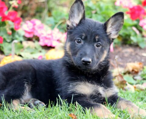 Paris German2 Paris German2