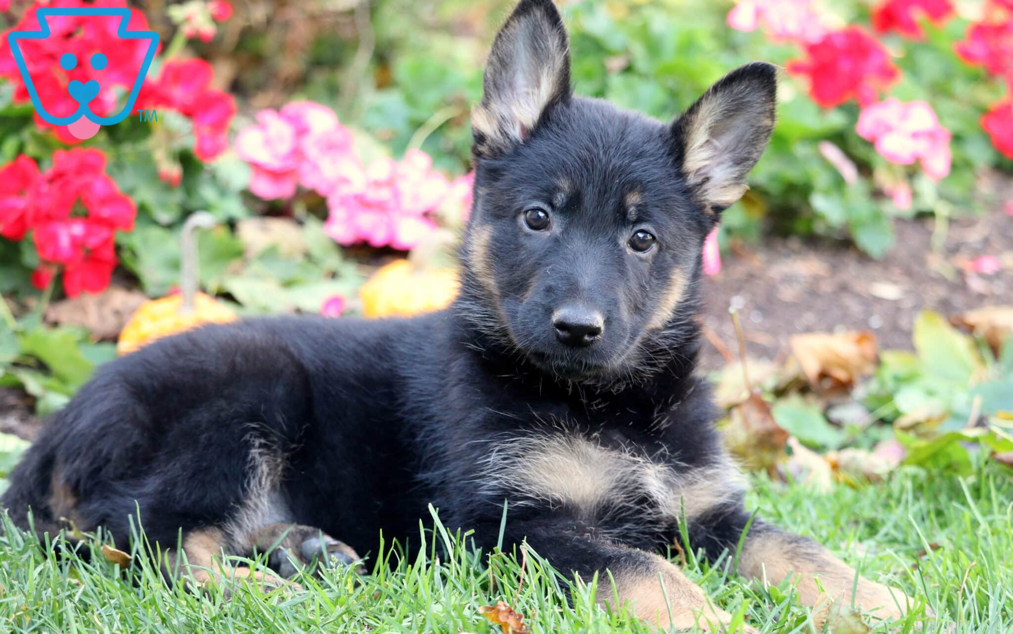 German Shepherd Puppies for Sale Keystone Puppies