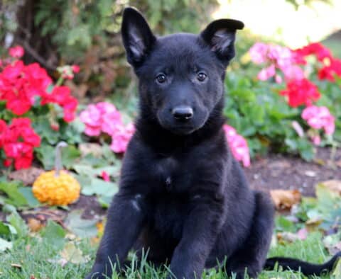 Paws German Paws German