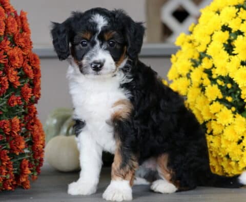 Mini Aussiedoodle puppy with a fluffy black, white, and tan coat sitting between yellow and orange mums, looking alert and adorable with a soft expression.