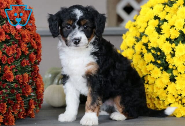 Mini Aussiedoodle puppy with a fluffy black, white, and tan coat sitting between yellow and orange mums, looking alert and adorable with a soft expression. image