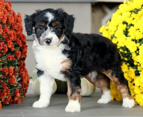 Mini Aussiedoodle puppy with a soft black, white, and tan tri-color coat standing between bright yellow and orange mums, posing confidently with a curious look.