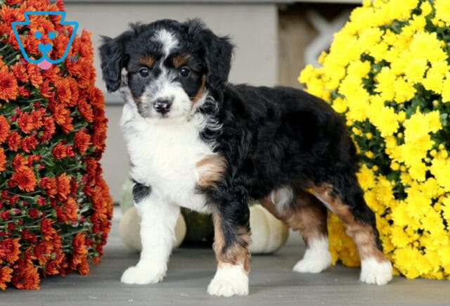 Mini Aussiedoodle puppy with a soft black, white, and tan tri-color coat standing between bright yellow and orange mums, posing confidently with a curious look. image
