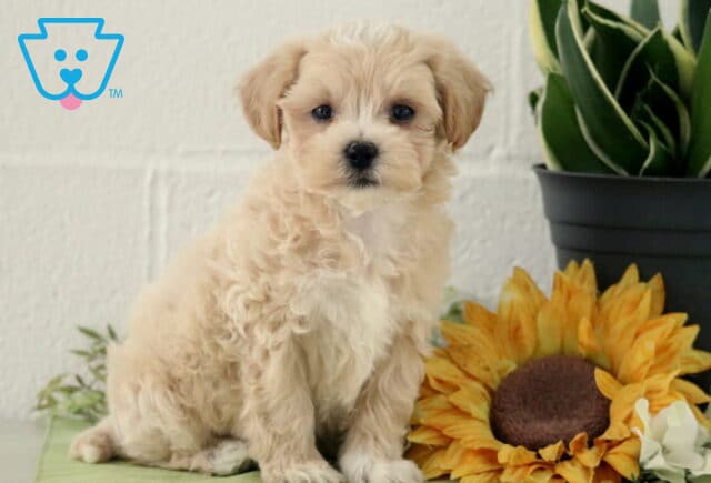 Pax Maltipoo image