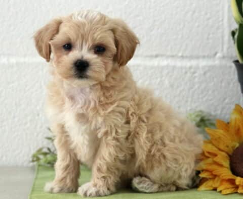 Pax Maltipoo2 Pax Maltipoo2