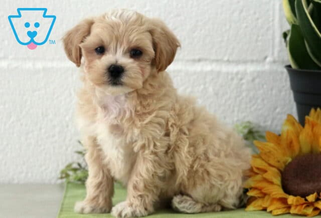 Pax Maltipoo2 image