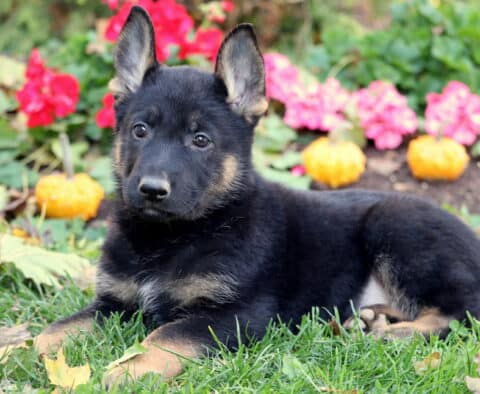 Paxton German Paxton German