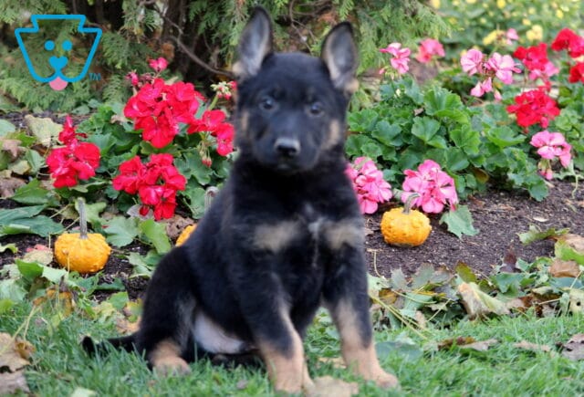 Paxton German2 image