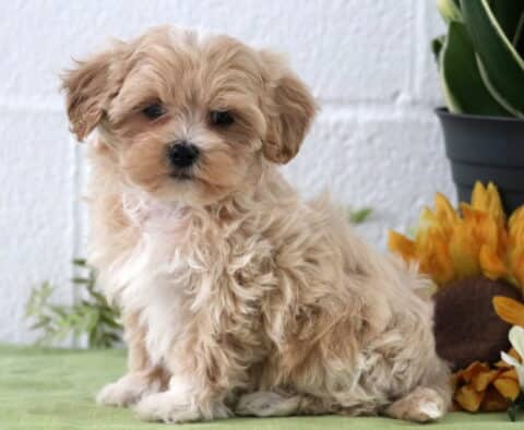 Peace Maltipoo Peace Maltipoo