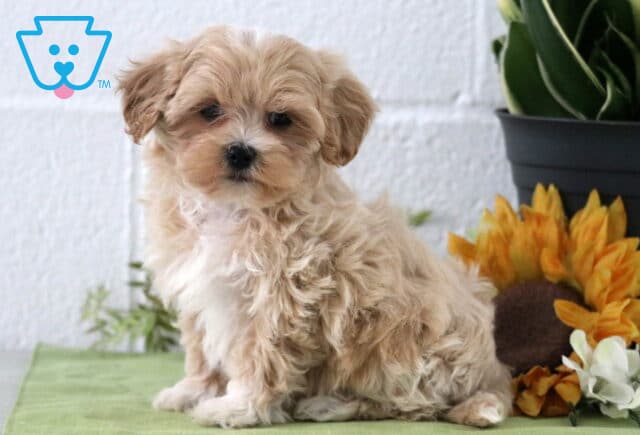 Peace Maltipoo image