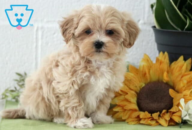 Peace Maltipoo2 image