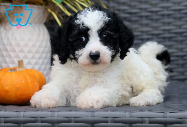 Adorable black and white Bichpoo puppy with curly fur lying on a wicker chair, looking forward with bright eyes, with a small pumpkin in the background. image