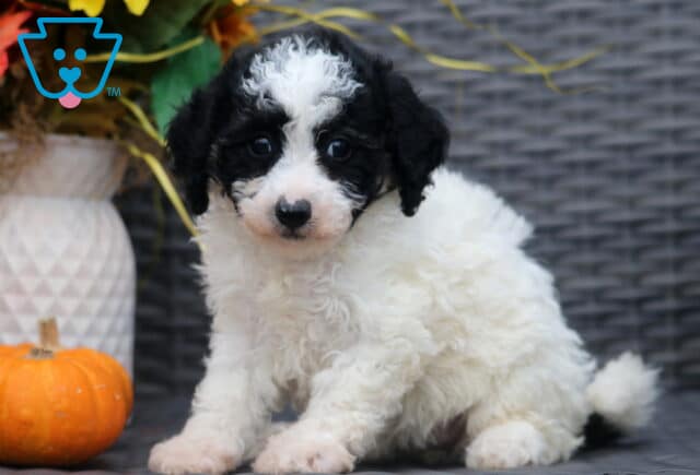 Fluffy black and white Bichpoo puppy sitting on a wicker chair, looking forward with a curious expression, next to a pumpkin and fall decorations. image