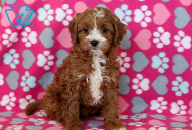 Curly-coated Cavapoo puppy with a reddish-brown and white coat sitting sweetly on a pink blanket covered in hearts and paw prints, looking alert and gentle. image