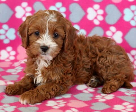 Peach Cavapoo2 Peach Cavapoo2