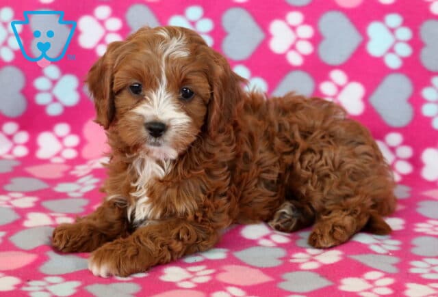 Cute Cavapoo puppy with a curly reddish-brown coat and white markings lying down on a pink blanket with heart and paw print designs, looking calm and gentle. image
