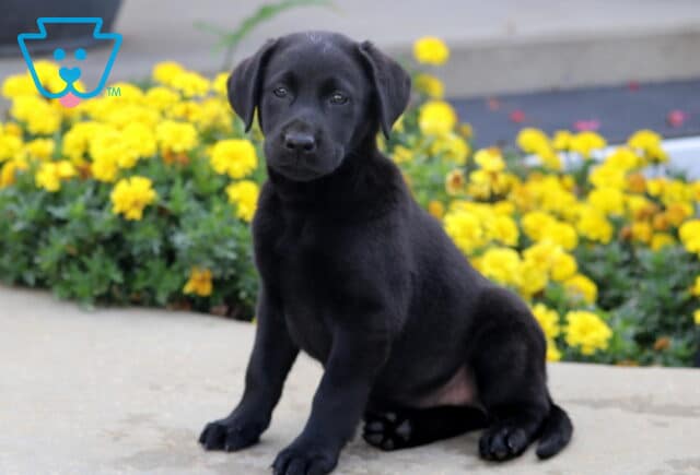 Black Labrador puppy sitting upright with a gentle, curious gaze, surrounded by bright yellow flowers in the background. image