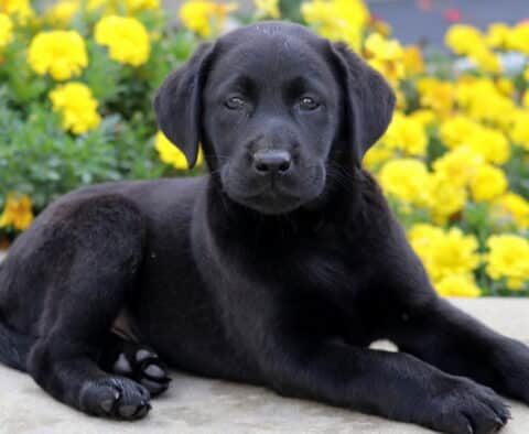 Black Labrador puppy laying on a sidewalk with its head lifted, gazing softly at the camera as yellow flowers bloom in the background.