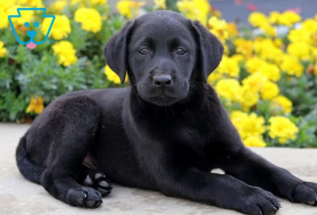 Black Labrador puppy laying on a sidewalk with its head lifted, gazing softly at the camera as yellow flowers bloom in the background. image