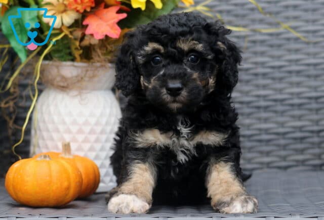 Curly black Bichpoo puppy with tan markings on the face, chest, and paws sitting on a wicker chair beside two small pumpkins and fall flowers. image