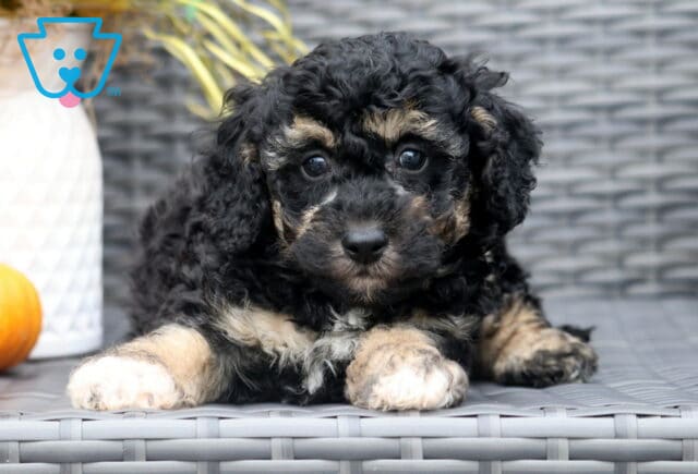 Curly black Bichpoo puppy with tan markings lying on a wicker chair, gazing forward with shiny round eyes, with a pumpkin in the background. image