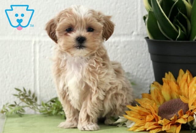 Peanut Maltipoo image