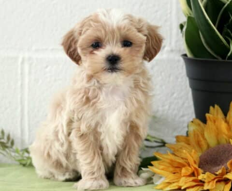 Peanut Maltipoo2 Peanut Maltipoo2