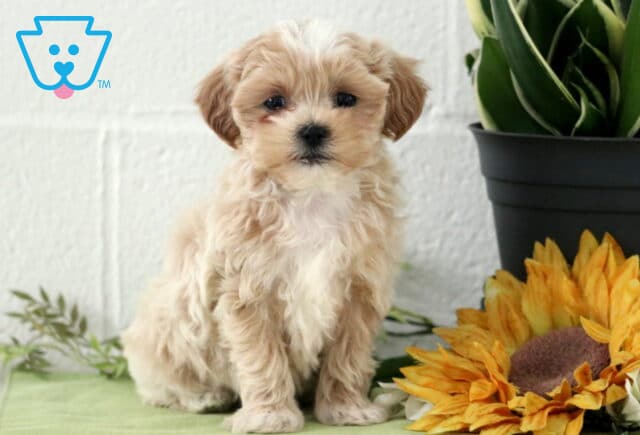 Peanut Maltipoo2 image