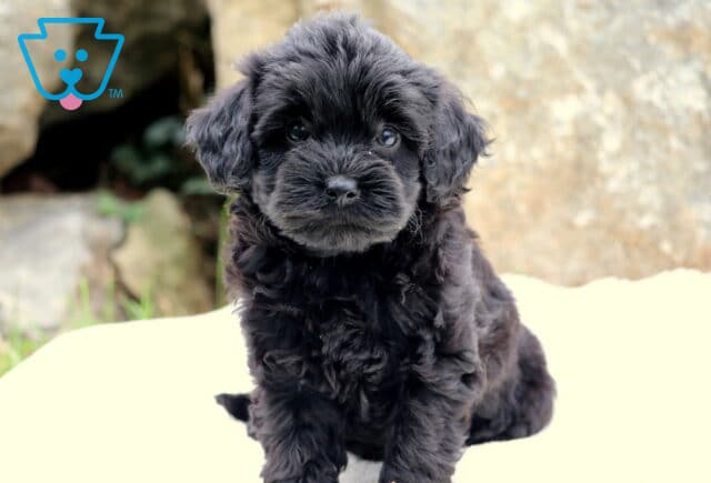 Cute Toy Labradoodle puppy with fluffy black curls sitting on a light blanket outdoors, gazing curiously with shiny dark eyes and a sweet little face. image