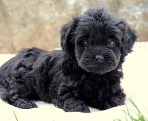 Sweet Toy Labradoodle puppy with soft black curls lying on a cream blanket outdoors, looking up with shiny dark eyes and a calm, gentle expression.