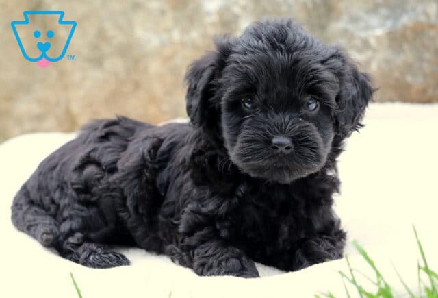 Sweet Toy Labradoodle puppy with soft black curls lying on a cream blanket outdoors, looking up with shiny dark eyes and a calm, gentle expression. image