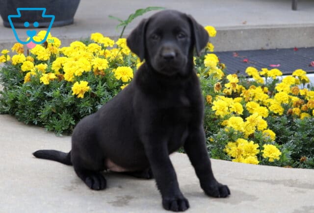 Black Labrador puppy sitting tall on a sidewalk with its tail stretched behind, framed by a cluster of bright yellow flowers. image
