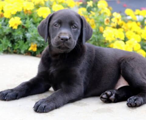 Black Labrador puppy lying comfortably on a sidewalk, gazing softly at the camera with yellow flowers blooming behind.
