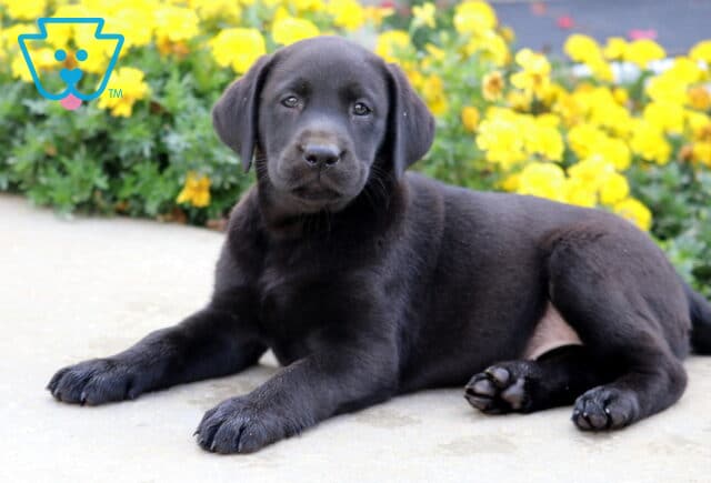 Black Labrador puppy lying comfortably on a sidewalk, gazing softly at the camera with yellow flowers blooming behind. image