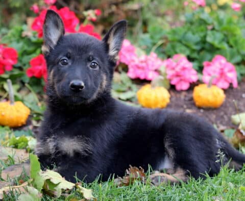 Penny German2 Penny German2