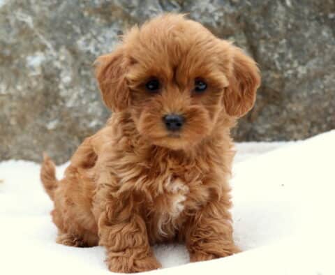 Tiny Toy Labradoodle puppy with soft apricot-colored curly fur and a white chest patch sitting on a light blanket, looking up sweetly with big dark eyes.