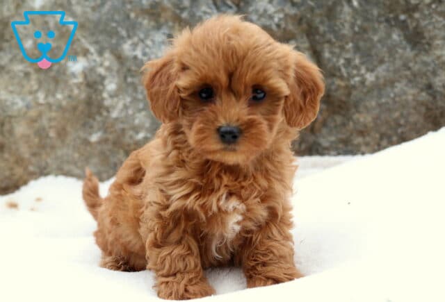 Tiny Toy Labradoodle puppy with soft apricot-colored curly fur and a white chest patch sitting on a light blanket, looking up sweetly with big dark eyes. image