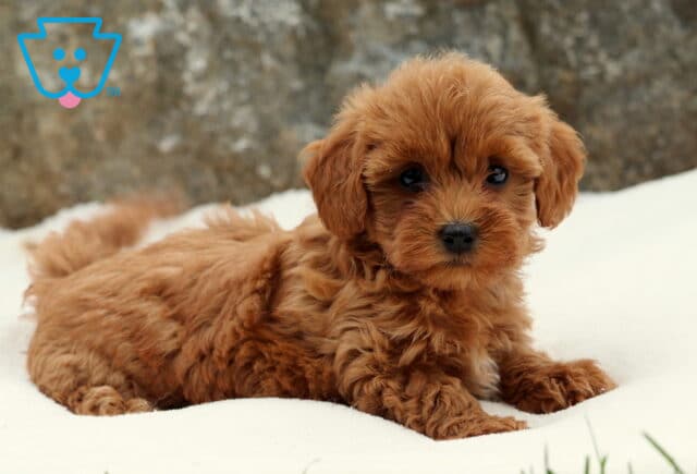 Adorable Toy Labradoodle puppy with fluffy apricot curls lying on a soft white blanket, gazing sweetly with dark round eyes and a gentle expression. image