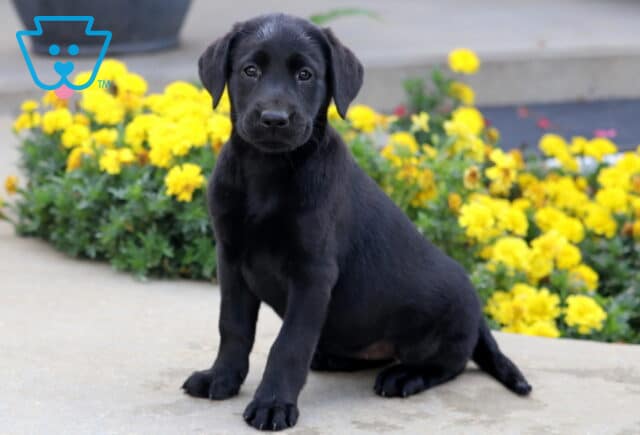 Shiny black Labrador puppy sitting attentively on a sidewalk, ears perked slightly forward, with a backdrop of bright yellow flowers. image