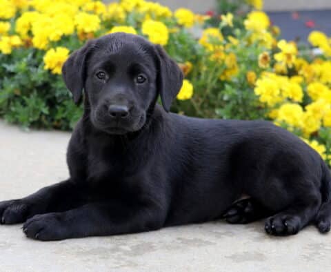 Black Labrador puppy laying down on a sidewalk with paws tucked neatly forward, looking calm in front of a garden full of yellow flowers.